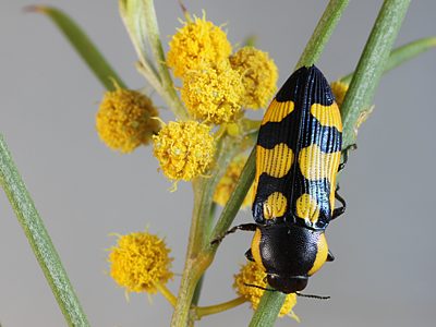 Castiarina eyrensis, PL2568, on Acacia papyrocarpa, EP